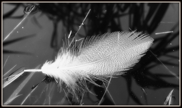 Duck feather on water